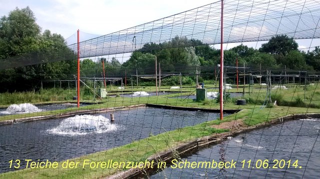be forellenzucht 2014 004